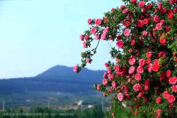 济南市市花增选活动专家论证会举行 同意推荐玫瑰为市花！
